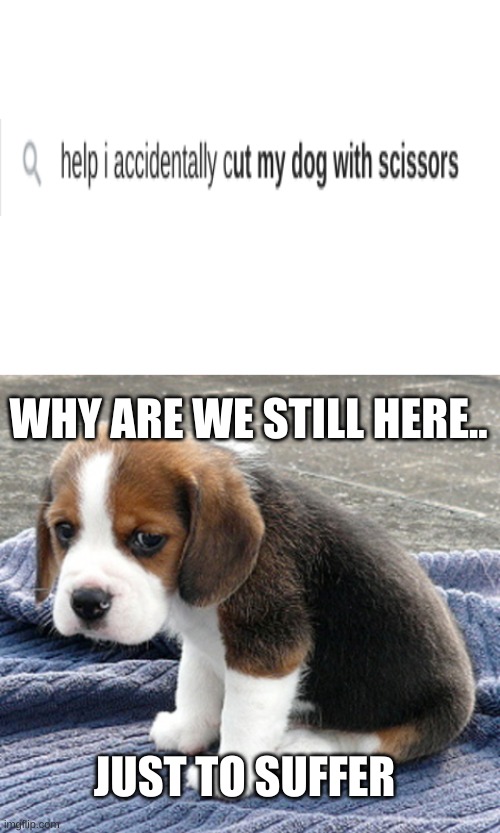 People's search ideas are getting out of control!! WTF | WHY ARE WE STILL HERE.. JUST TO SUFFER | image tagged in blank white template,sad dog,help i accidentally,wtf | made w/ Imgflip meme maker