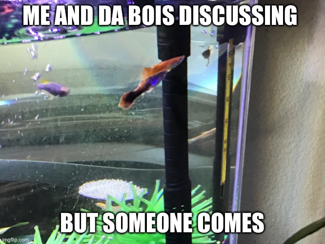 Guppies in a group | ME AND DA BOIS DISCUSSING; BUT SOMEONE COMES | image tagged in guppies in a group | made w/ Imgflip meme maker