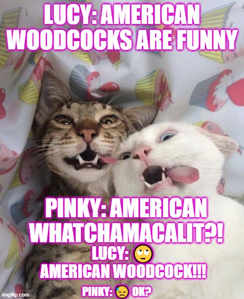 American- wha? ITZ AMERICAN WOODCOCK!!!!!! | LUCY: AMERICAN WOODCOCKS ARE FUNNY; PINKY: AMERICAN WHATCHAMACALIT?! LUCY: 🙄 AMERICAN WOODCOCK!!! PINKY: 😓 OK? | image tagged in crazy kittens,birds,funny cats,lolcats,lol | made w/ Imgflip meme maker