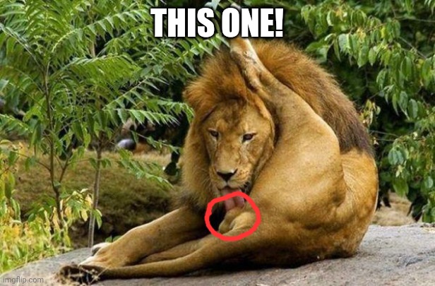 lion licking balls | THIS ONE! | image tagged in lion licking balls | made w/ Imgflip meme maker