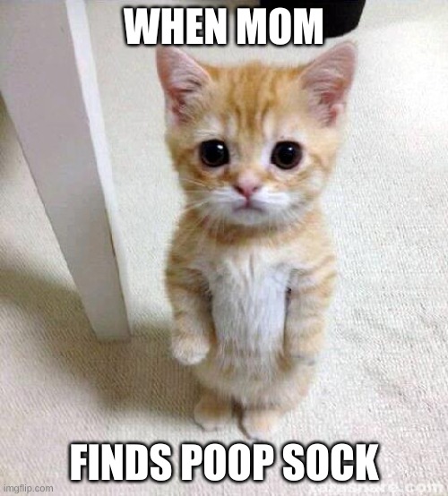 poop | WHEN MOM; FINDS POOP SOCK | image tagged in memes,cute cat | made w/ Imgflip meme maker