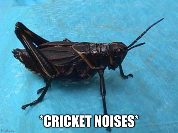 Cricket  | *CRICKET NOISES* | image tagged in cricket | made w/ Imgflip meme maker