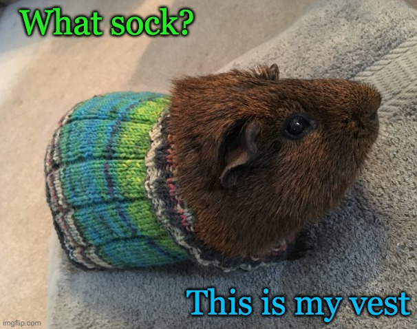Possession is 9/10ths of the sock (the rest is chewed up in the sleeping area) |  What sock? This is my vest | image tagged in guinea pig vest,clothes,guinea pig | made w/ Imgflip meme maker