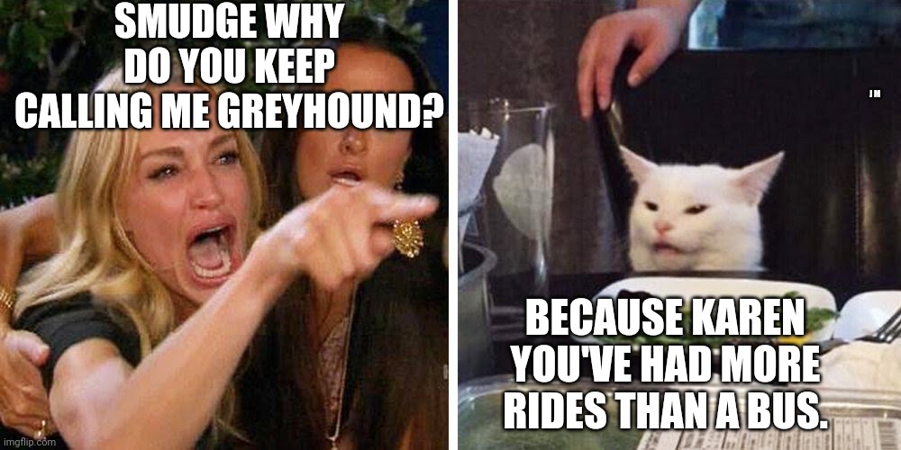 Smudge the cat | SMUDGE WHY DO YOU KEEP CALLING ME GREYHOUND? J M; BECAUSE KAREN YOU'VE HAD MORE RIDES THAN A BUS. | image tagged in smudge the cat | made w/ Imgflip meme maker