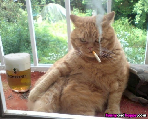 Smoking cat Blank Meme Template