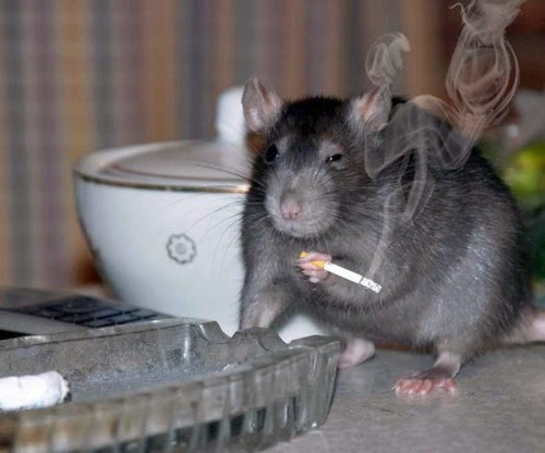 High Quality Smoking Rat Blank Meme Template