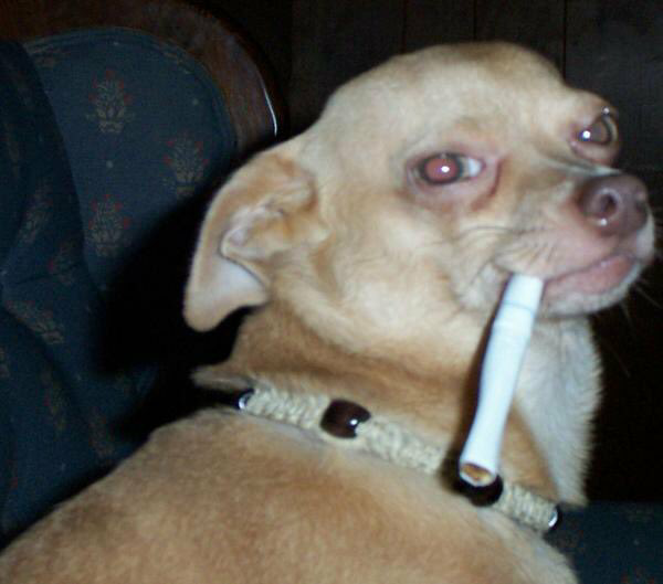 Smoking Chihuahua Blank Meme Template
