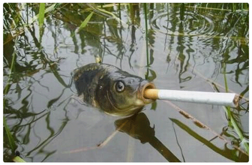 Smoking Fish Blank Meme Template