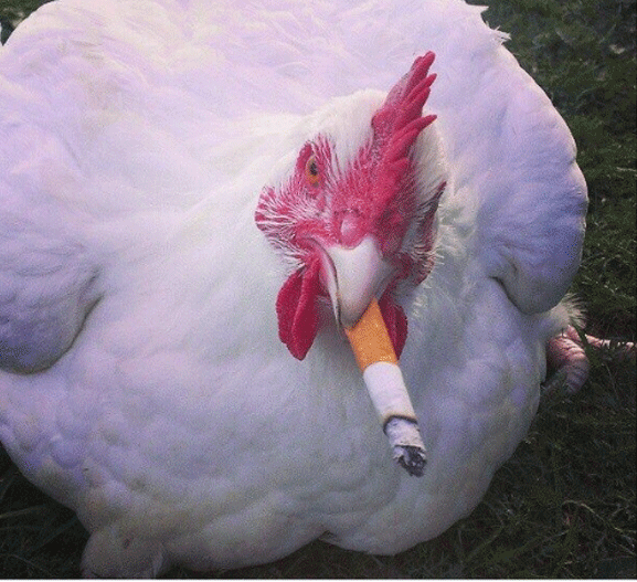 Smoking Chicken Blank Meme Template