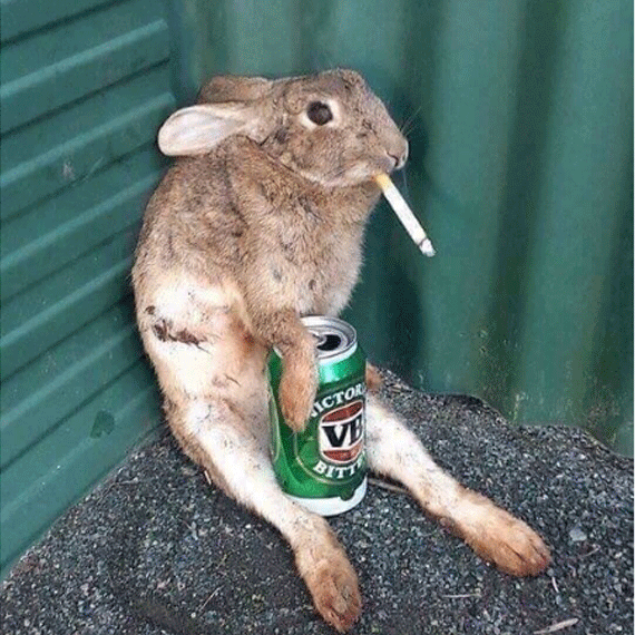 High Quality Rabbit Smoking with a beer Blank Meme Template