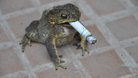 High Quality Smoking Frog Blank Meme Template