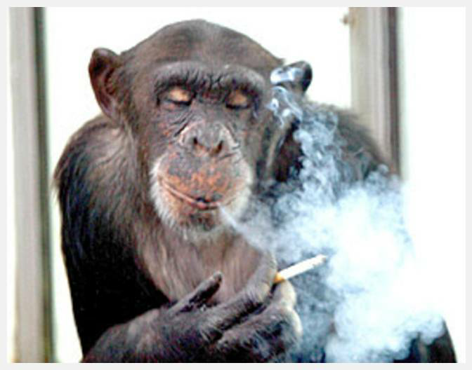 High Quality Monkey Smoking Blank Meme Template