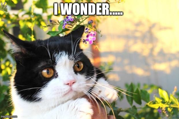 I Wonder... | I WONDER..... | image tagged in i wonder | made w/ Imgflip meme maker