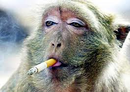 High Quality Monkey Smoking 3 Blank Meme Template