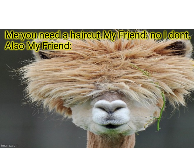  Me:you need a haircut.My Friend: no I dont.
Also My Friend: | made w/ Imgflip meme maker
