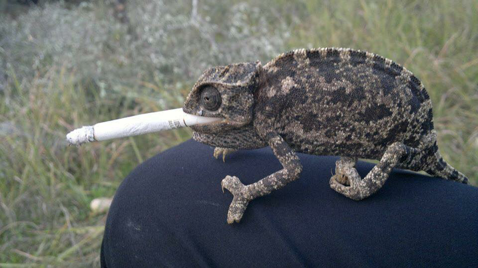 Smoking chameleon Blank Meme Template