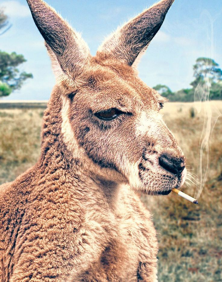 Smoking Kangaroo Blank Meme Template