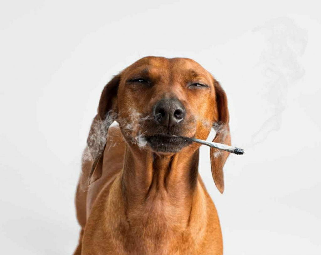 Smoking Dog 3 Blank Meme Template