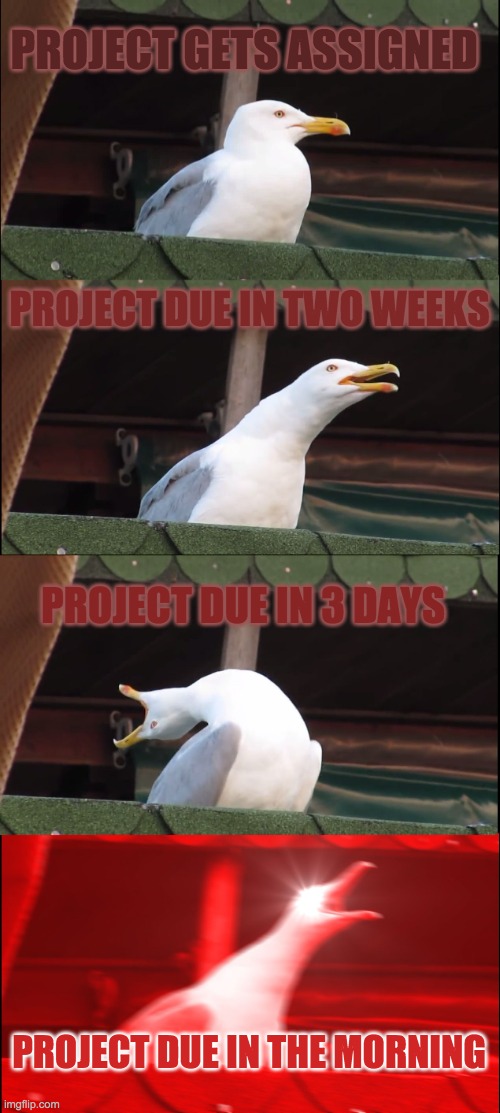 Inhaling Seagull | PROJECT GETS ASSIGNED; PROJECT DUE IN TWO WEEKS; PROJECT DUE IN 3 DAYS; PROJECT DUE IN THE MORNING | image tagged in memes,inhaling seagull | made w/ Imgflip meme maker