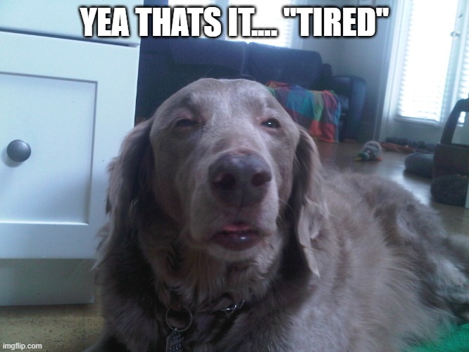 Stoned Dog | YEA THATS IT.... "TIRED" | image tagged in stoned dog | made w/ Imgflip meme maker