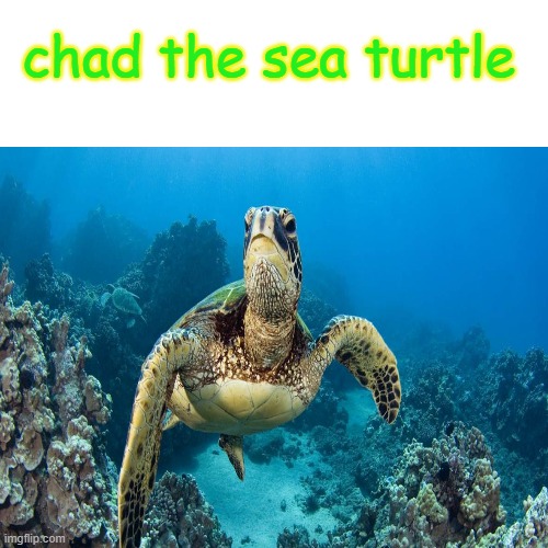 Chad the Sea Turtle | chad the sea turtle | image tagged in mems | made w/ Imgflip meme maker