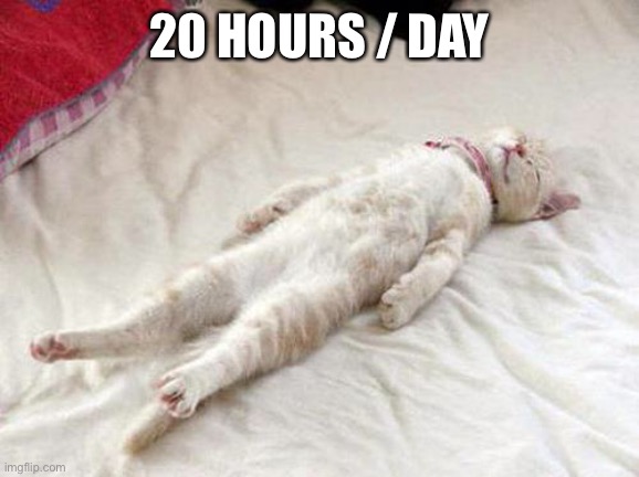 Cat sleep | 20 HOURS / DAY | image tagged in cat sleep | made w/ Imgflip meme maker