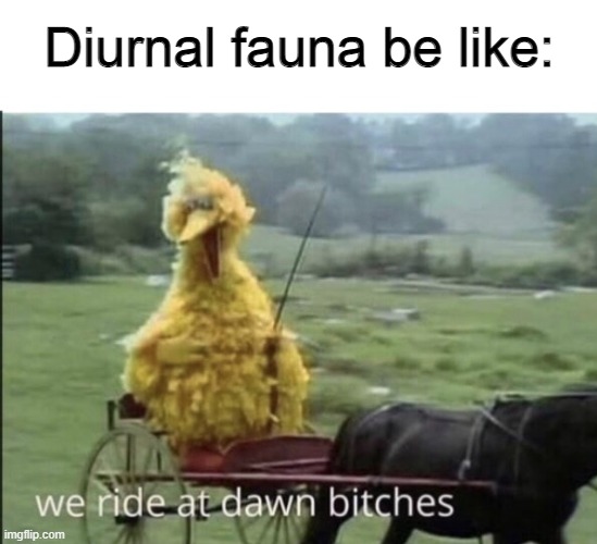 We ride at dawn bitches | Diurnal fauna be like: | image tagged in we ride at dawn bitches,memes,funny memes,animals,zoology memes | made w/ Imgflip meme maker