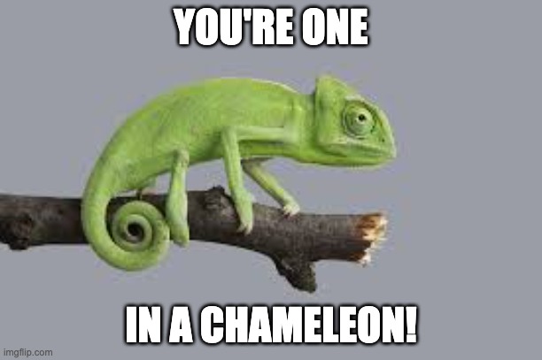 One in a chameleon | YOU'RE ONE; IN A CHAMELEON! | image tagged in funny | made w/ Imgflip meme maker