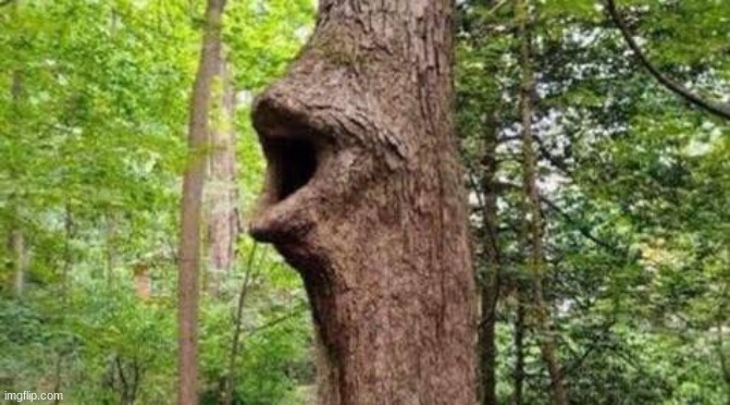 Tree pog | image tagged in tree pog | made w/ Imgflip meme maker