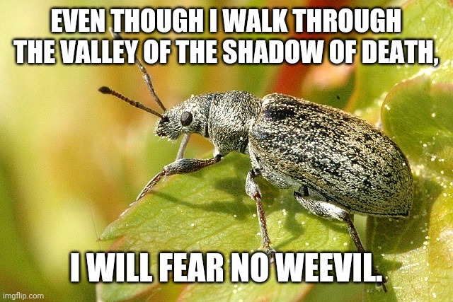 I will fear no evil | EVEN THOUGH I WALK THROUGH THE VALLEY OF THE SHADOW OF DEATH, I WILL FEAR NO WEEVIL. | image tagged in weevil,fear,evil,psalm 23 4 | made w/ Imgflip meme maker