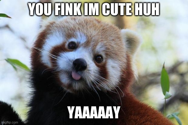 red panda | YOU FINK IM CUTE HUH; YAAAAAY | image tagged in red panda | made w/ Imgflip meme maker