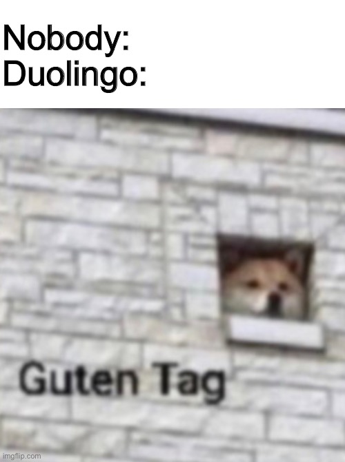 Doggo says guten tag | Nobody:
Duolingo: | image tagged in blank white template,funny,memes,funny memes,germany,dogs | made w/ Imgflip meme maker