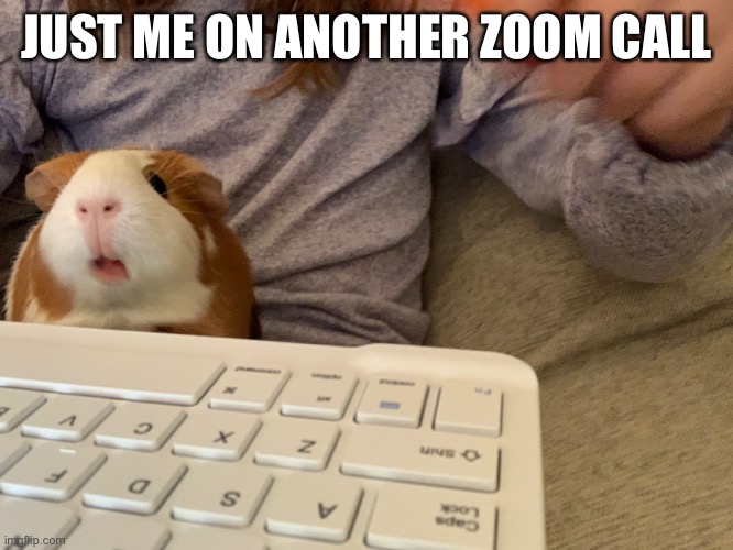 Zoom | JUST ME ON ANOTHER ZOOM CALL | image tagged in guinea pig | made w/ Imgflip meme maker