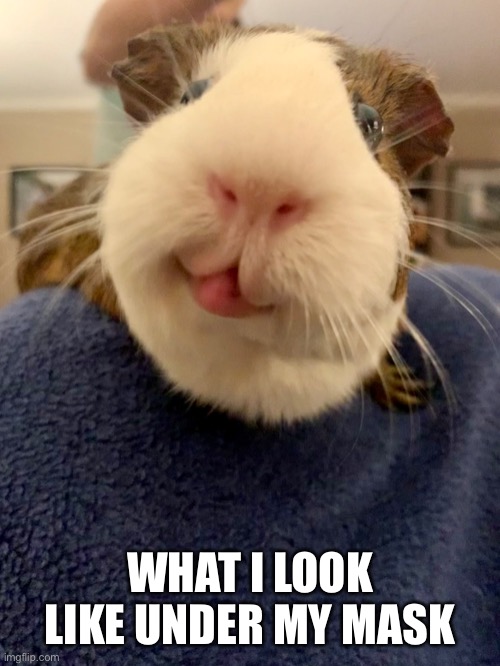 Funny | WHAT I LOOK LIKE UNDER MY MASK | image tagged in guinea pig | made w/ Imgflip meme maker