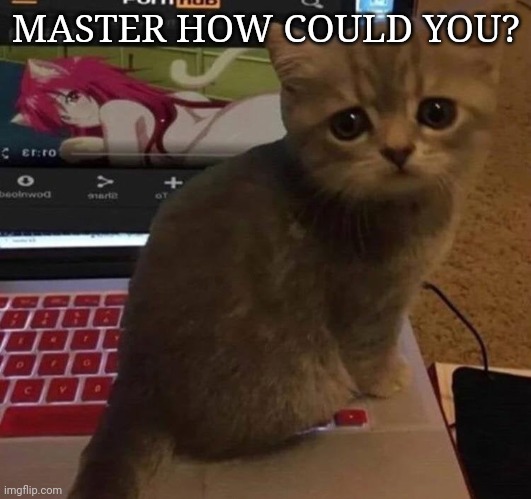 how could you? | MASTER HOW COULD YOU? | image tagged in prob nsfw,sad cat,how could u,disappointed kitty | made w/ Imgflip meme maker