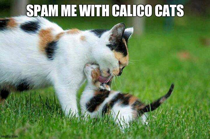 Calico Cats | SPAM ME WITH CALICO CATS | image tagged in calico cats | made w/ Imgflip meme maker