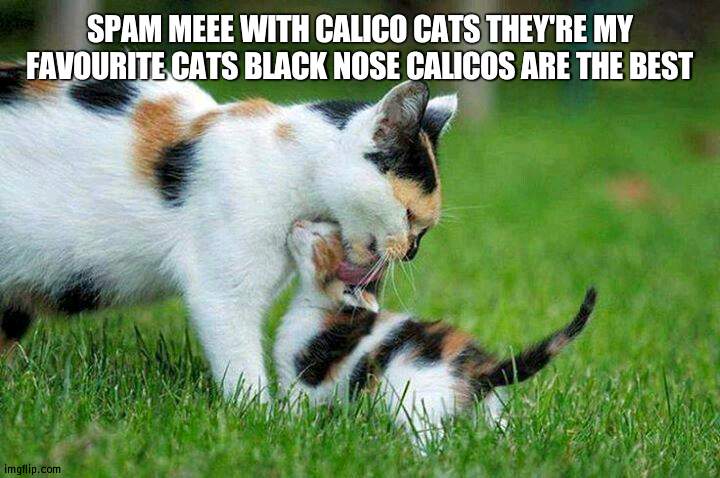 Calico Cats | SPAM MEEE WITH CALICO CATS THEY'RE MY FAVOURITE CATS BLACK NOSE CALICOS ARE THE BEST | image tagged in calico cats | made w/ Imgflip meme maker