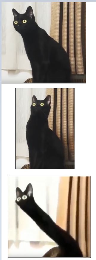 distorted black cat Blank Meme Template