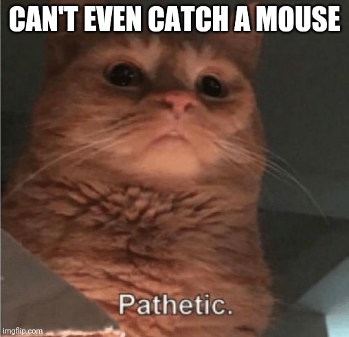 Pathetic Cat | CAN'T EVEN CATCH A MOUSE | image tagged in pathetic cat | made w/ Imgflip meme maker