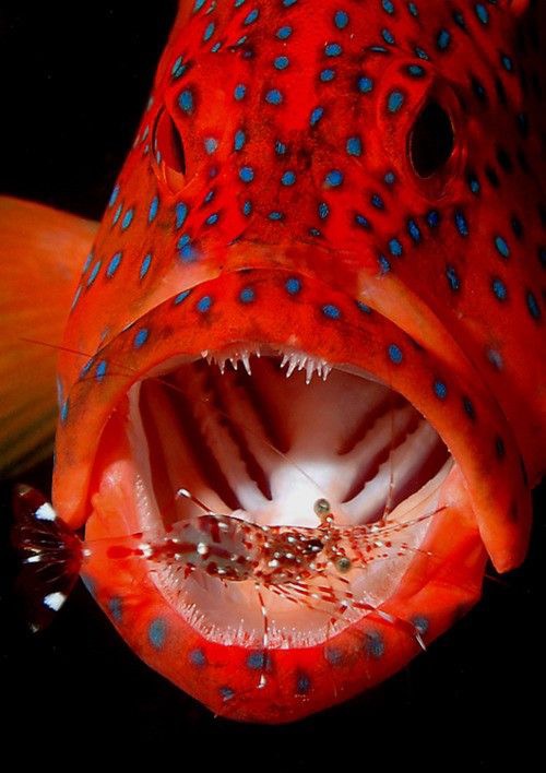 Bye Bye Little Shrimp | image tagged in awesome,pics,photography | made w/ Imgflip meme maker