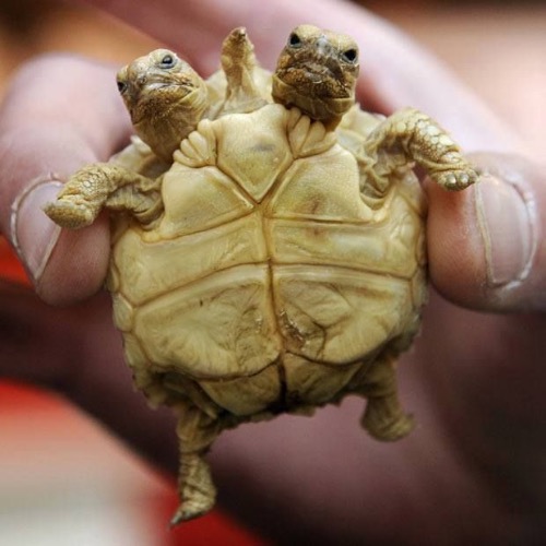 Two Headed Turtle | image tagged in awesome,pics,photography | made w/ Imgflip meme maker