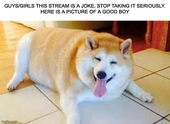 srsly its satire | GUYS/GIRLS THIS STREAM IS A JOKE, STOP TAKING IT SERIOUSLY.
HERE IS A PICTURE OF A GOOD BOY | image tagged in thicc doggo | made w/ Imgflip meme maker