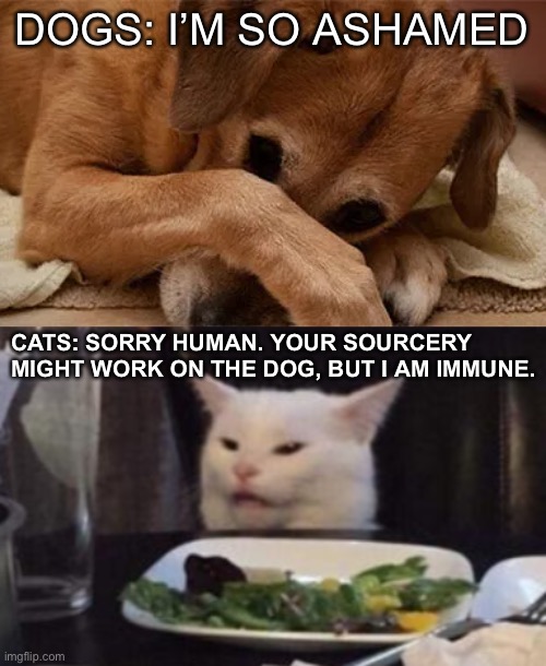 The Difference Between Cats and Dogs | DOGS: I’M SO ASHAMED; CATS: SORRY HUMAN. YOUR SOURCERY MIGHT WORK ON THE DOG, BUT I AM IMMUNE. | image tagged in annoyed white cat,memes,funny,so true,funny cats,funny dogs | made w/ Imgflip meme maker