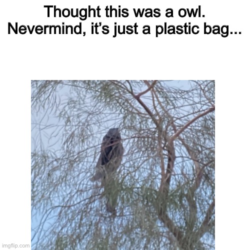I swear tho- | Thought this was a owl. Nevermind, it’s just a plastic bag... | image tagged in memes | made w/ Imgflip meme maker
