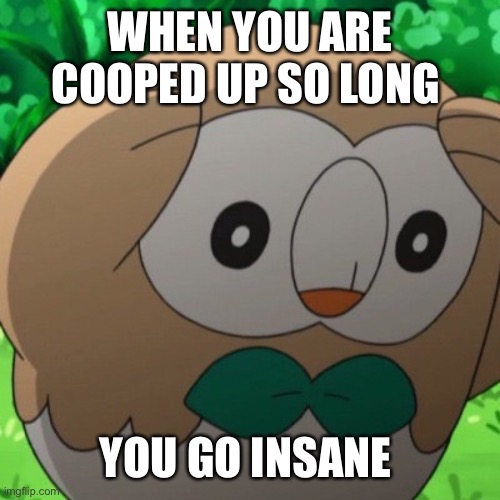 Rowlet Meme Template | WHEN YOU ARE COOPED UP SO LONG; YOU GO INSANE | image tagged in rowlet meme template | made w/ Imgflip meme maker