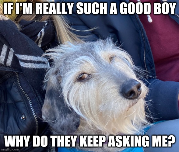 Suspicious dog | IF I'M REALLY SUCH A GOOD BOY; WHY DO THEY KEEP ASKING ME? | image tagged in dog,suspicious | made w/ Imgflip meme maker