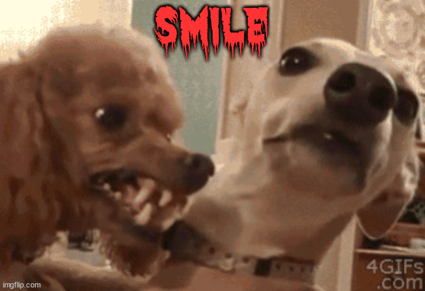Angry Doog | SMILE | image tagged in angry doog | made w/ Imgflip meme maker