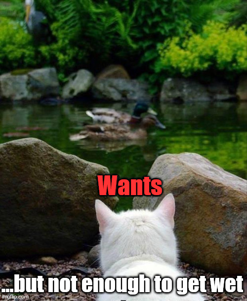 Wants; ...but not enough to get wet | image tagged in cats | made w/ Imgflip meme maker