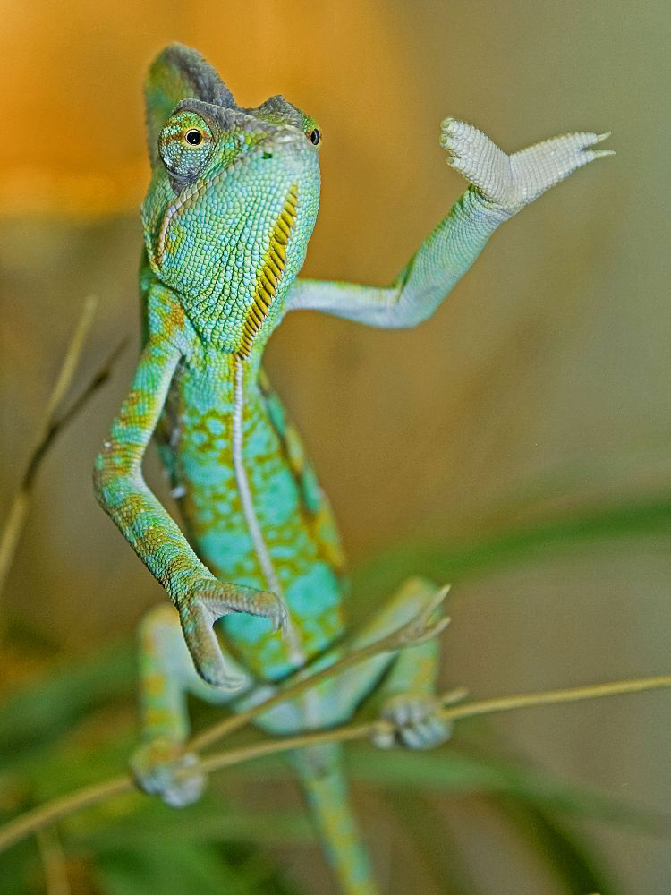High Quality Chameleon with hand raised Blank Meme Template