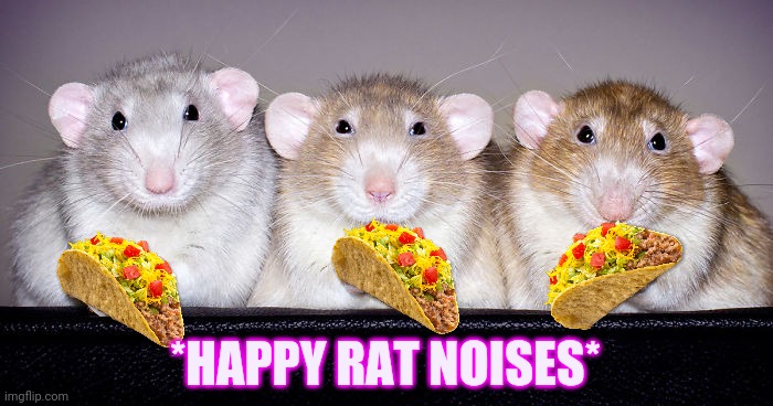 *HAPPY RAT NOISES* | made w/ Imgflip meme maker